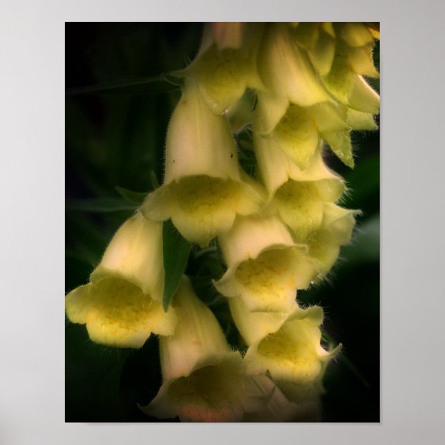 Póster Flores de Foxglove Intensas (Frente)