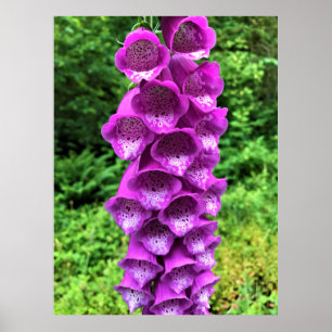 Póster Flores de Foxglove, Oregón