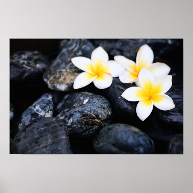 Póster Flores de Frangipani (Frente)