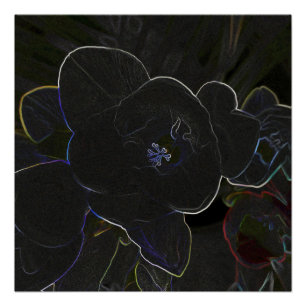 Póster flores de freesia delineadas