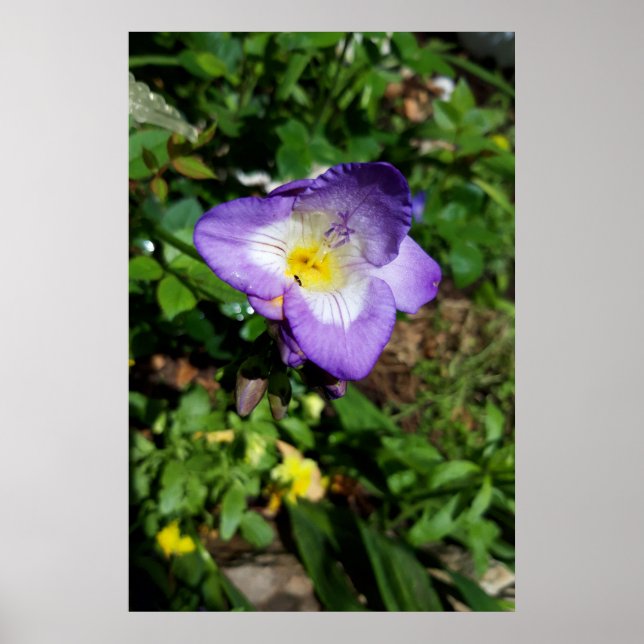 Póster Flores de Freesia Purpura (Frente)