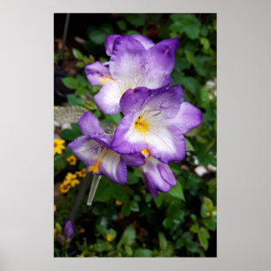 Póster Flores de Freesia Purpura