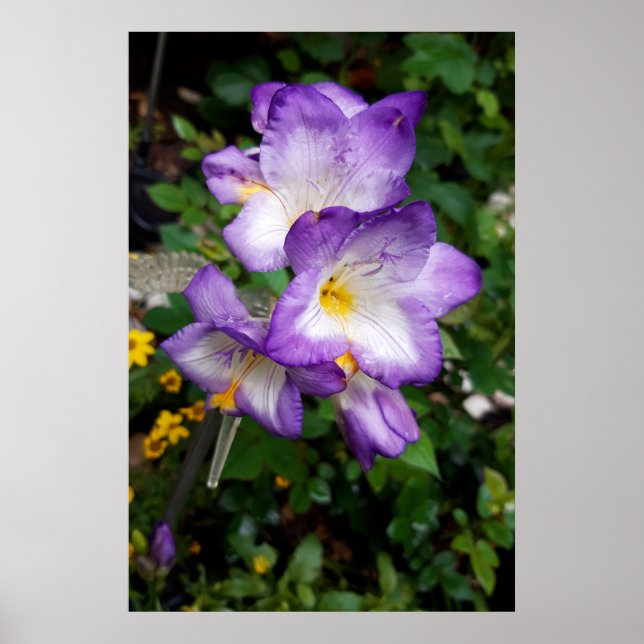 Póster Flores de Freesia Purpura (Frente)