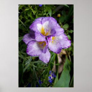 Póster Flores de Freesia Purpura