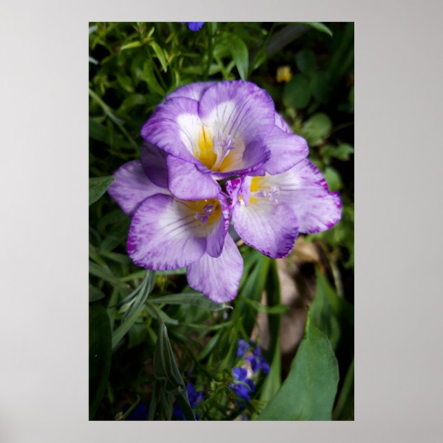 Póster Flores de Freesia Purpura (Frente)