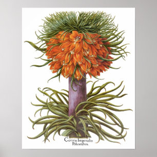 Póster Flores de Fritillaria vintage de Basilius Besler