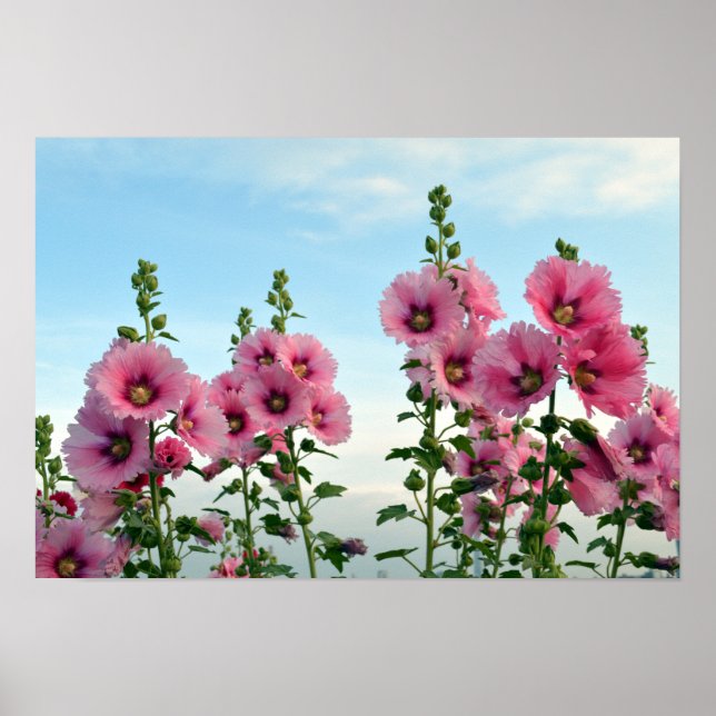 Póster Flores de ganadería rosada (Frente)