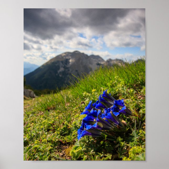 Póster flores de genciana de Clusius y montañas (Frente)