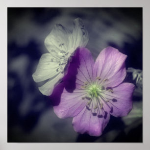 Póster Flores de Geranio Morado Color Parcial