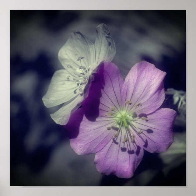 Póster Flores de Geranio Morado Color Parcial (Frente)