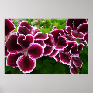Póster Flores de Geranio Reales Floral Marrón Elegante