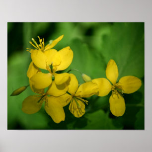 Póster Flores de geranio salvaje amarillo bonito