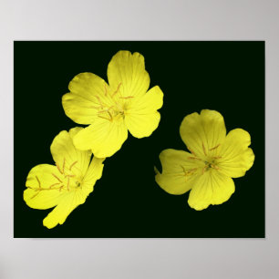 Póster Flores de geranio salvaje amarillo flotante
