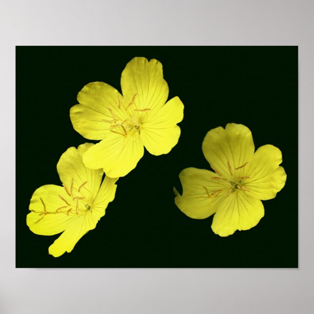 Póster Flores de geranio salvaje amarillo flotante (Frente)