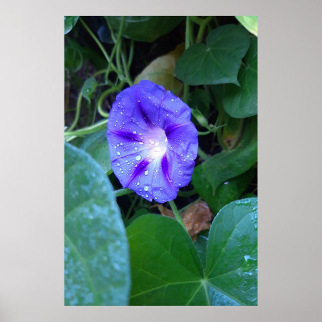 Póster Flores de Gloria de la Mañana, Ipomoea con gotas d (Frente)