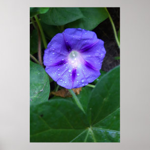 Póster Flores de Gloria de la Mañana, Ipomoea con gotas d