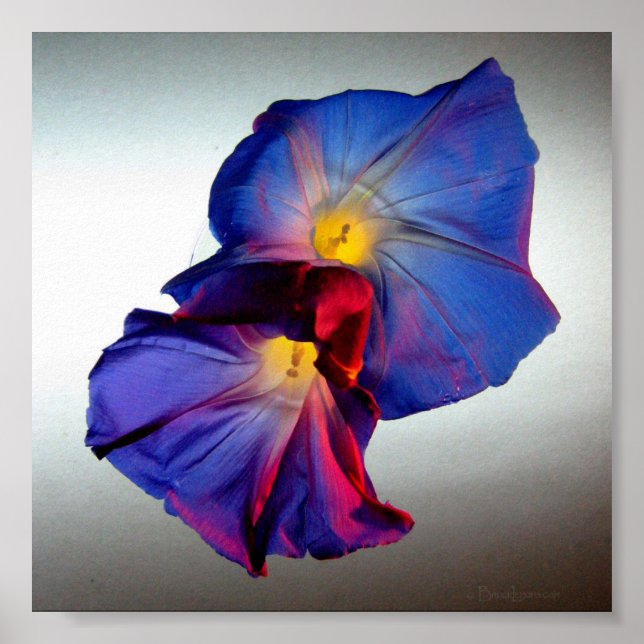 Póster Flores de gloria matutinas 3 (Frente)