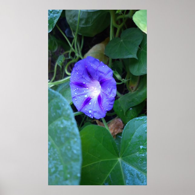 Póster Flores de gloria matutinas, Ipomoea con gotas de l (Frente)