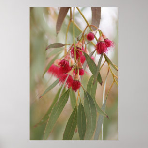 Póster Flores de goma