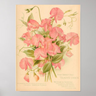 Póster Flores de guisantes dulces