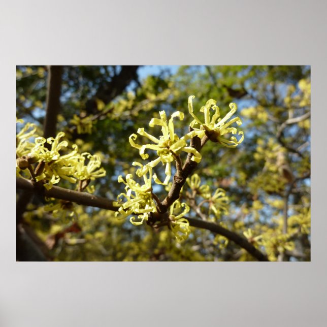 Póster Flores de Hamamelis (Frente)