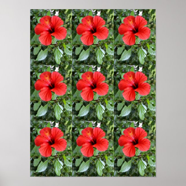 Póster Flores de hibisco (Frente)