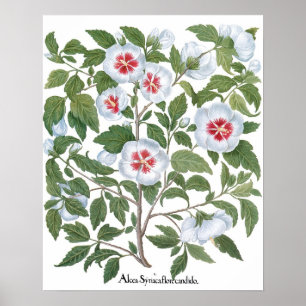 Póster Flores de Hibisco Antiguas por Basilius Besler
