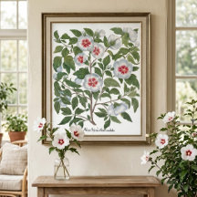 Flores de Hibisco Antiguas por Basilius Besler