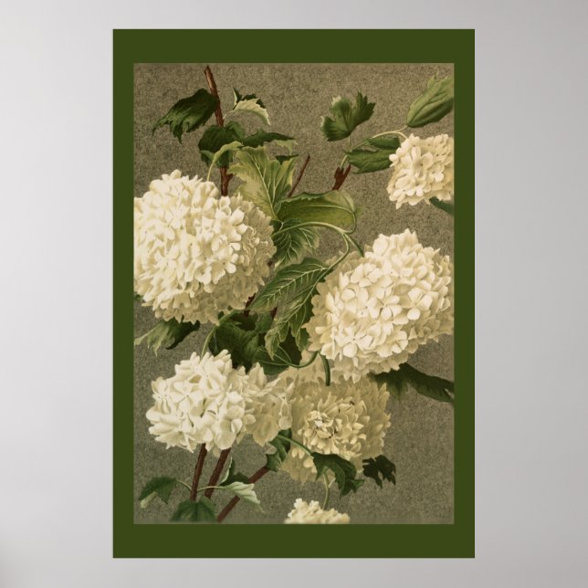 Póster Flores de hidrangea blanca de estilo victoriano