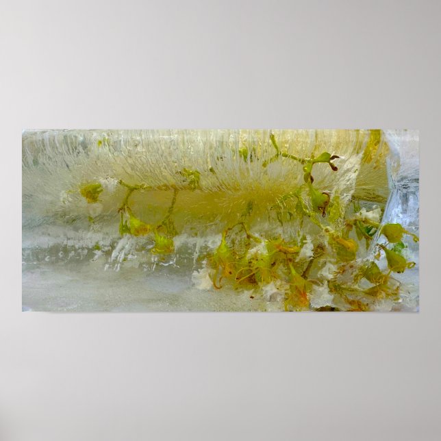 Póster Flores de hielo, (Frente)