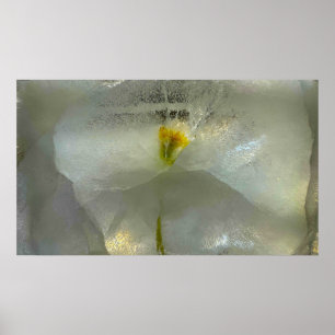 Póster Flores de hielo,