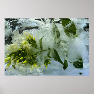 Póster Flores de hielo,