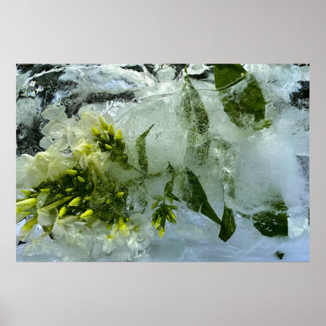 Póster Flores de hielo, (Frente)