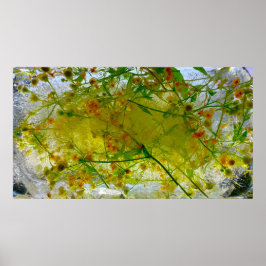 Póster Flores de hielo,