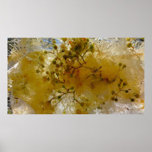 Póster Flores de hielo,