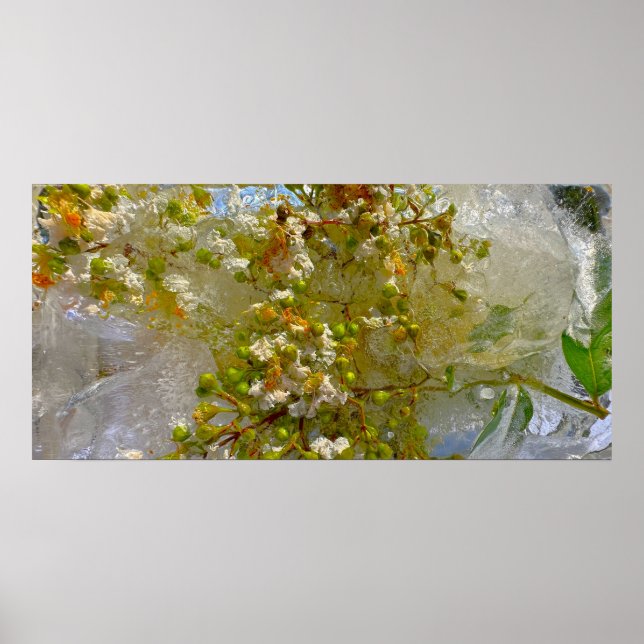 Póster Flores de hielo, (Frente)