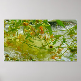Póster Flores de hielo,