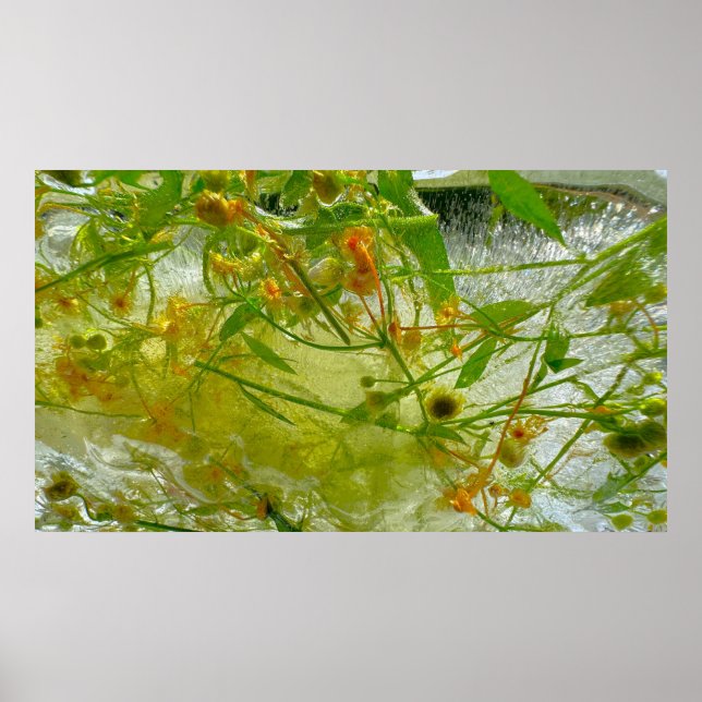 Póster Flores de hielo, (Frente)