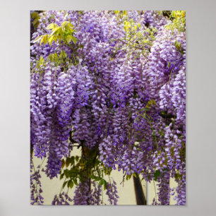 Póster Flores de histeria violeta