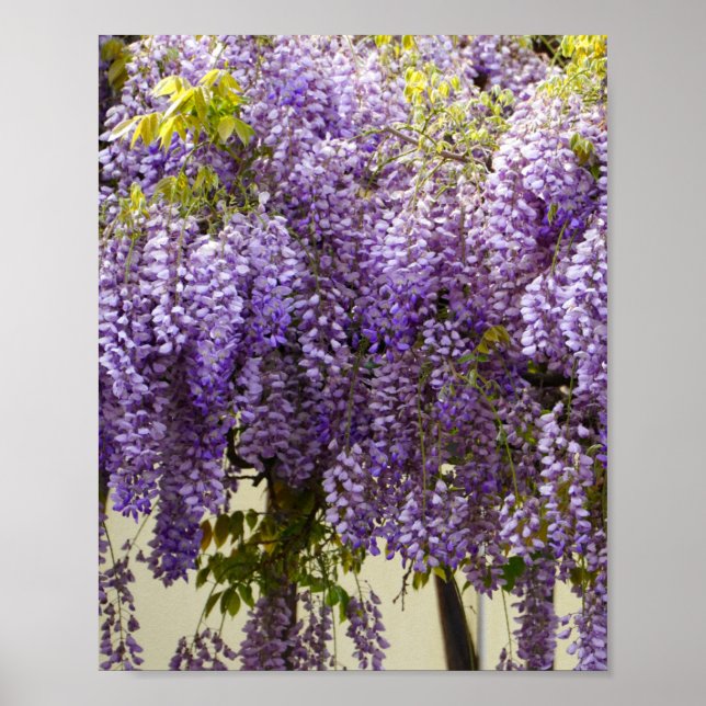 Póster Flores de histeria violeta (Frente)