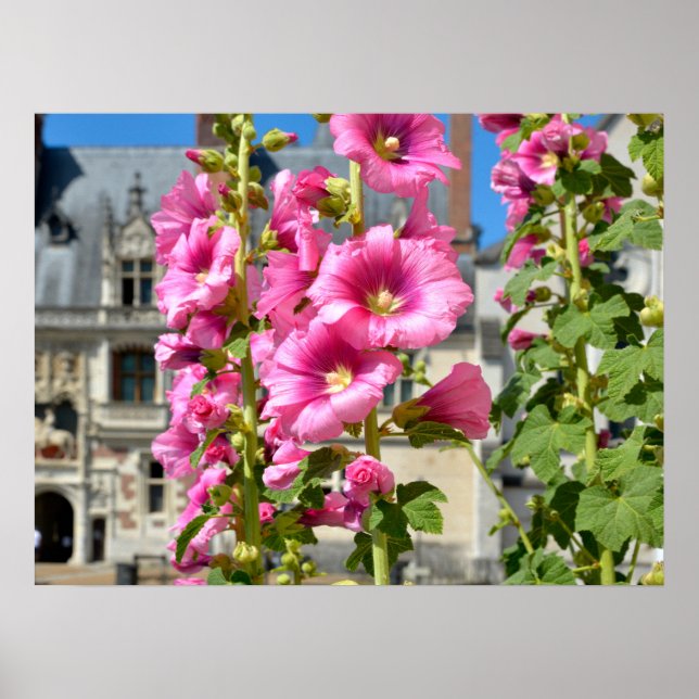 Póster Flores de hollyhocks rosa pegatina cuadrado de pos (Frente)