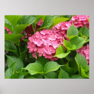 Póster Flores de Hortensia Rosa Profundo