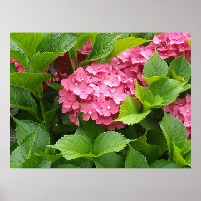 Póster Flores de Hortensia Rosa Profundo (Frente)