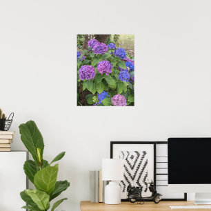 Póster Flores de Hortensias Azules y Rosadas Floral