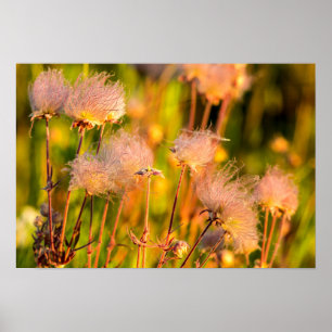 Póster Flores De Humo Prairie En Aspen Grove