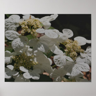 Póster Flores de Hydrangea Lacecap blancas