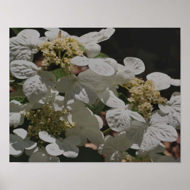 Póster Flores de Hydrangea Lacecap blancas (Frente)