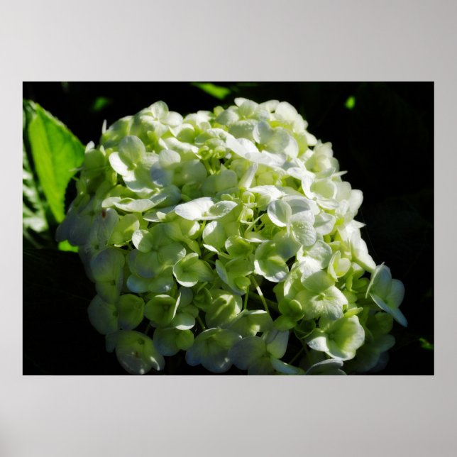 Póster Flores de Hydrangeas Verdes (Frente)