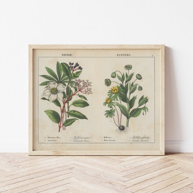 Póster Flores de invierno | Charlotte Mary Yonge (Subido por el creador)