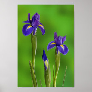 Póster Flores de iris
